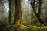 The Yakona Nature Preserve and Learning Center. The Newport Symphony Orchestra will premiere a new piece of music paying homage to the preserve's nature and history.