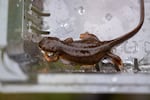 Equipped with permeable skin sensitive to water quality changes and pollutants, newts are a bioindicator species of a healthy wetland ecosystem.