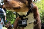 Tabor the dog wears a GoPro camera.