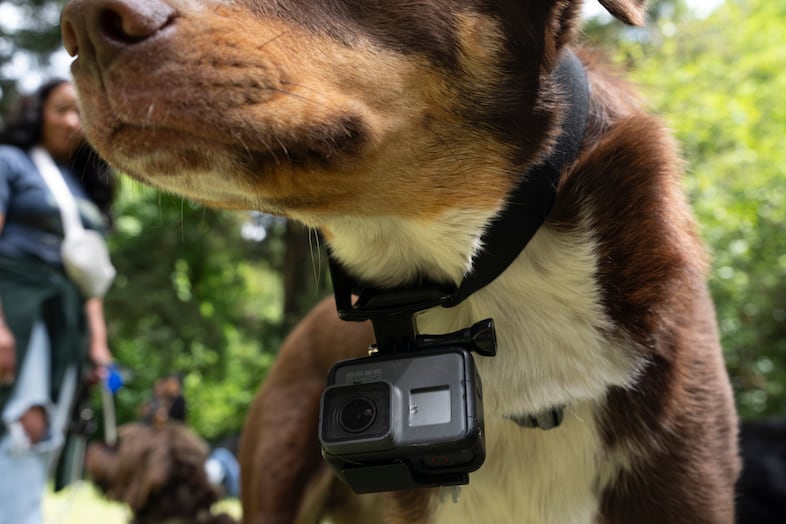 Tabor the dog wears a GoPro camera.