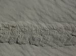 Evidence of the De Winton's golden mole tunnel below the wet sand in Port Nolloth, South Africa.