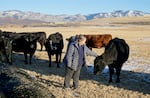 Jo Stanko checks on a cow on her ranch in Routt County, Colo., during a feeding session Nov. 28, 2023. Stanko said her ranch runs on tight financial margins, and if a cow is lost to a wolf attack, it can't easily be replaced by money.                 