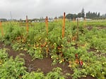 Dry-farmed tomatoes growing at Oregon State University's Vegetable Research Farm in Corvallis, Ore., on Aug. 31, 2023.