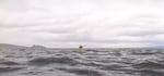 A screenshot of a video from the Associated Press shows Adrián Simancas kayaking in the Strait of Magellan, moments before a whale surfaced and briefly engulfed him.