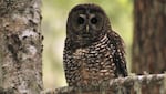 In one of several big picture debates about endangered species, some say species like the spotted owl get a disproportionate share of conservation funding. The federal Endangered Species Act was enacted 40 years ago.