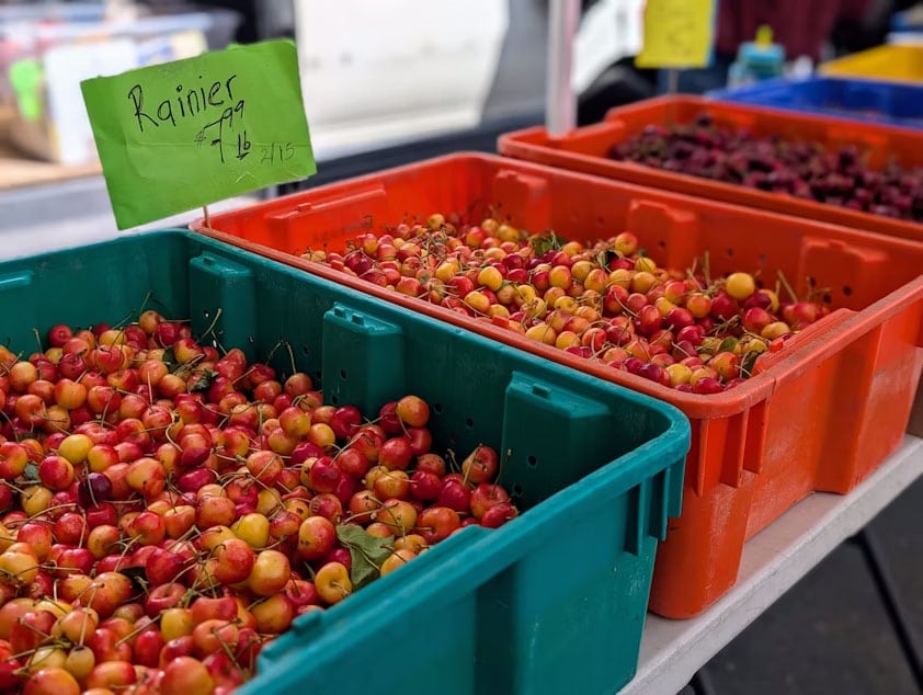 Rainier cherries for sale at a Seattle farmers market in June 2025.