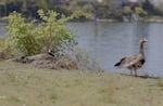 A male greater white-fronted goose, right, protects a nesting female Canada goose, left, in this video screenshot of an unusual pairing of two different species of geese at Blue Lake Regional Park on April 16, 2025.