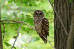 Barred owls will be killed or removed through non-lethal means in four study areas of the Northwest, the U.S. Fish and Wildlife Service announced on July 23, 2013.