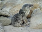 An emaciated sea lion pup in California's Channel Islands.