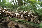 Oregon’s attorney general has approved language for a ballot measure to make psilocybin legal.