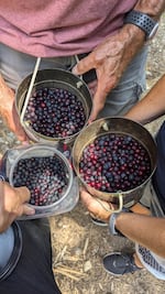 In this undated supplied image, the Hanson family shows off the huckleberries they picked near Pack River on the Idaho Panhandle’s Rocky Mountains.