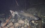 A chinook salmon.