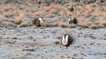 Sage grouse are sometimes referred to as a fool hen. During mating season they appear to lose their defensive measures, said Juli Anderson, Swanson Lakes wildlife manager.