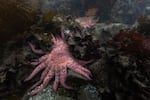 Three-year-old sunflower stars explore the kelp forest for the first time. They come in a rainbow of colors but are all the same species. The stars in this cohort are called the “snack pack,” so they all have snack names, from Cheeto and Noodles to Sweet Potato.