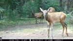 Elk calves recorded by trail cameras in Wallowa Whitman National Forest, Aug. 4, 2017.