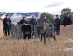 Colorado Parks and Wildlife released five gray wolves onto public land in Grand County, Colo., on Monday. Pictured is wolf 2302-OR.