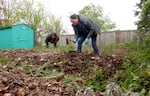Petrona Domingez (left) and Floricelda Francisco weeding their plot at the Juniper Garden in Forest Grove, April 10, 2025. Both Francisco and her daughter took the agriculture courses with Adelante Mujeres.