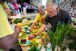 Oregon State Fair farm and garden competition judge Larry Smith judges a batch of raspberries in Salem, Ore., Aug. 27, 2025. 
