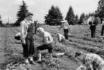 Residents tend to a strawberry patch in a Portland, Ore., "Victory Garden" in 1946.