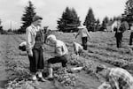 Residents tend to a strawberry patch in a Portland, Ore., "Victory Garden" in 1946.