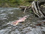 A spawned out salmon. Biologists say hundreds of steelhead and chinook salmon have spawned in the White Salmon since the dam was breached. 