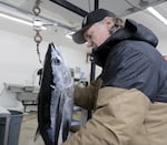 Sports fisherman and software engineer, Matt Hansen, weighs a tuna fish at the Oregon Tuna Classic, Garibaldi, Aug. 15, 2025