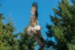 An osprey clutches a fish as it flies off to feed.