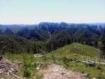 Elliott State Forest near Coos Bay, Ore.