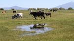 Cattle graze in a heavily irrigated pasture near the Wood River, an upper tributary of the Klamath in the summer of 2013, before the government ordered irrigators along the Sprague, Wood, and Williamson rivers to shut down.