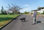 Dave Hunnicutt, who leads Oregonians in Action, walks his dog Chuck on Aug. 8 in King City. “I think it’s poor public policy,” said Hunnicutt, “for a bunch of unelected planners and political appointees of the governor to tell people we don’t care how you want to live — this is how you’re going to live.”