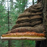 The red-belted polypore mushroom is among five species of fungi that have been shown to improve the honeybee's immune system.