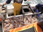 Dungeness crab waiting to be sorted on the deck of the FV Misty off of Port Orford, Ore., May 17, 2022. 
