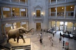 Visitors return to the Smithsonian National Museum of Natural History after the museum was closed for over 400 days due to the pandemic June 18, 2021 in Washington, DC.