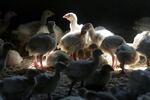 FILE - Turkeys stand in a barn on turkey farm near Manson, Iowa. When cases of bird flu are found on poultry farms officials act quickly to slaughter all the birds in that flock even when it numbers in the millions, but animal welfare groups say their methods are inhumane.