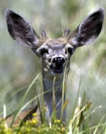 FILE - A mule deer peers out from tall grass at the Hart Mountain National Antelope Refuge in southeastern Oregon July 22, 2003.