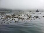 A rare healthy bull kelp bed floats near Port Orford Heads State Park in Port Orford, Ore.