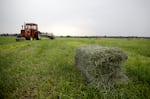 Hay bales ready to be loaded on Matt Cyrus's farm in Cloverdale, Ore., on Aug 25, 2025.