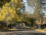 A tree canopy lining Portland's NE Knott Street on a late October day.