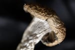 A dried mushroom with a white stalk and light brown cap.