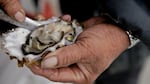 A Puget Sound oyster. A new report issued Nov. 4, 2013 identifies oysters as one of many species affected by climate change. Oysters' ability to grow strong shells is compromised by increasingly acidifying waters that result from carbon emissions.