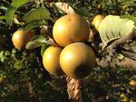 Russetted apples, like Russett potatoes, can have a rough, brown skin.