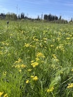 The largest known population of Bradshaw's lomatium located at Camas Meadows Golf Course on April 22, 2024.