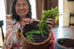 Alvina Burke-Huesties, a member of the Confederated Tribes of the Umatilla Indian Reservation, uncovers a basketful of recently harvested huckleberries at the home of her daughter, Althea Huesties-Wolf, last summer near Mission, Oregon. The family collects and preserves this important traditional food in baskets that are passed down through generations.