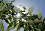 In this file photo from June 21, 2019, the sun peaks past almonds growing on the branches of an almond tree in Modesto, Calif. Chlorpyrifos is a pesticide used on more than 80 food crops, including oranges, berries, grapes, soybeans, almonds and walnuts, and has been linked to brain damage in children. 