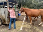 A woman opens the back door of a metal horse trailer while two brown horses stand roped nearby, eating feed from a bucket.