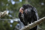 California condors have bald, fleshy heads to stay clean when they eat – usually a dead animal carcass. 