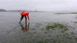 "Sand Shrimp" Seth Smith rakes cockles across from the proposed site of the Jordan Cove LNG terminal.