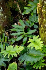 Ferns at Rocky Shores site in early September 2026.