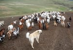 As wolves have move into eastern Oregon, some ranchers are using larger livestock protection breeds like Akbash, Kangals and Anatolians.