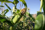 Green corn grows at an Oregon State University dry farming experimental plot at Myrtle Creek Farm in Myrtle Creek, Ore., Oct. 3, 2022. 